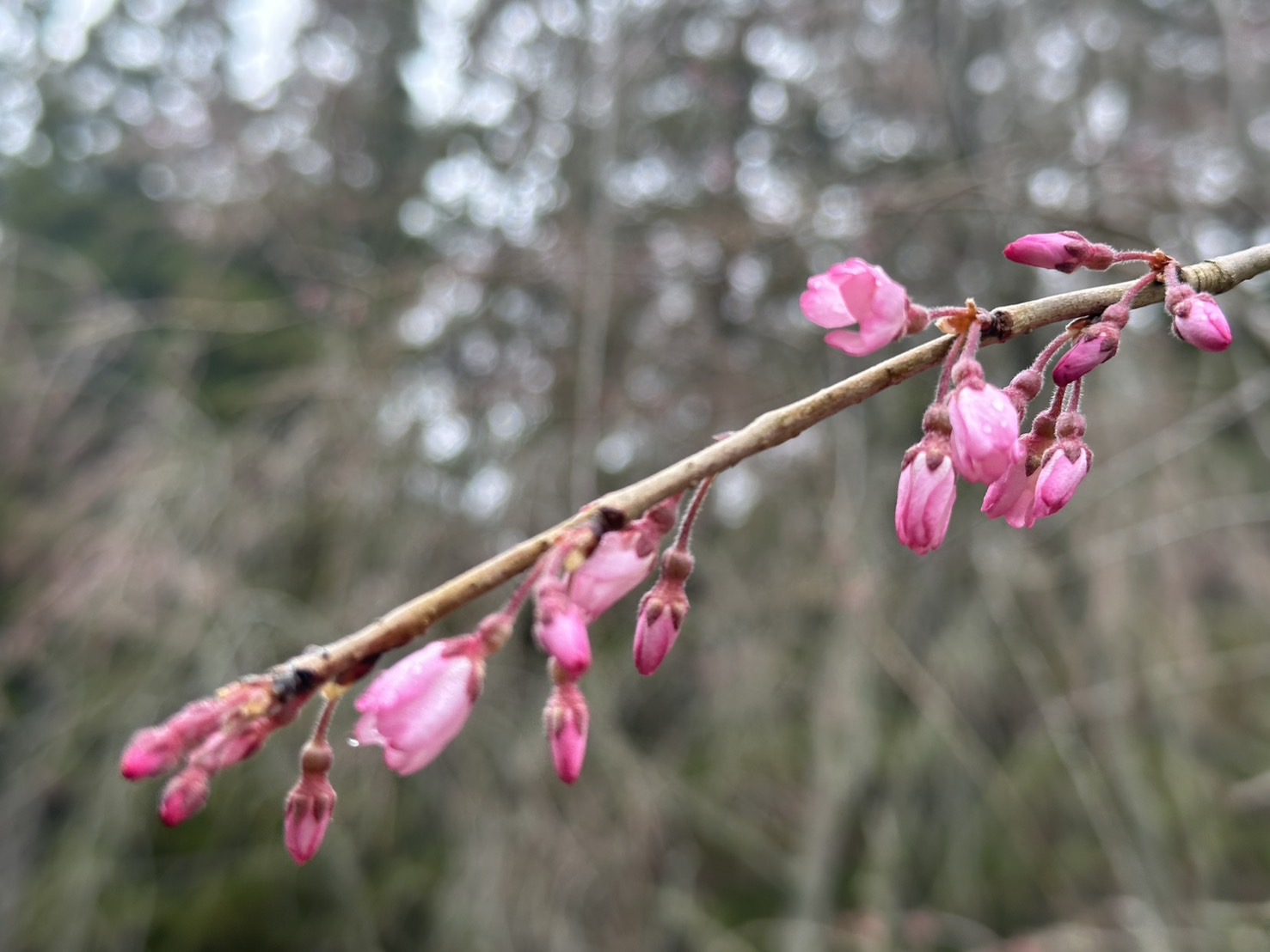 世羅甲山ふれあいの里 桜・椿・木蓮・ソメイヨシノ 2026年4月1日撮影