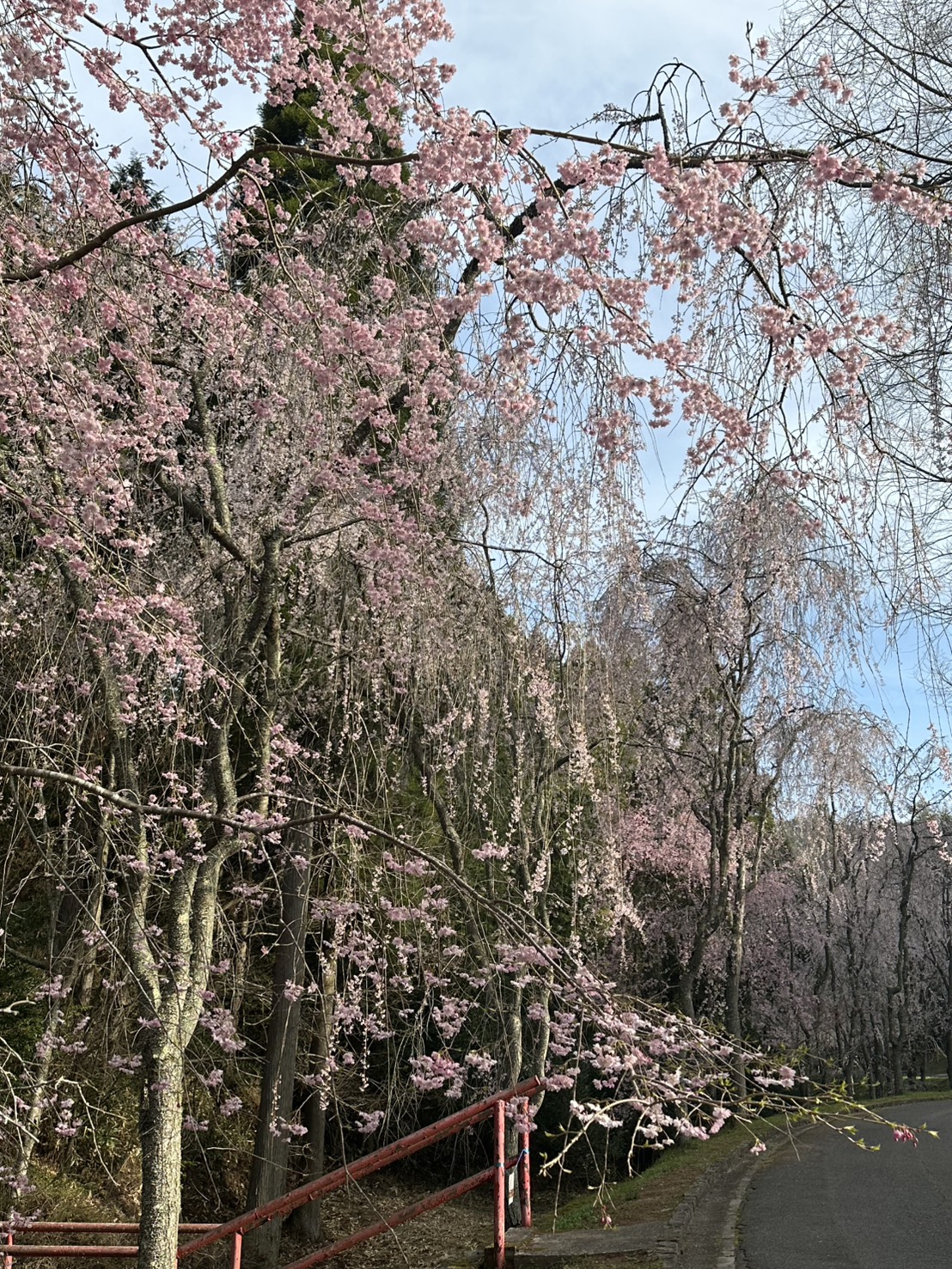 世羅甲山ふれあいの里 桜 見頃・満開 2026年4月12日撮影