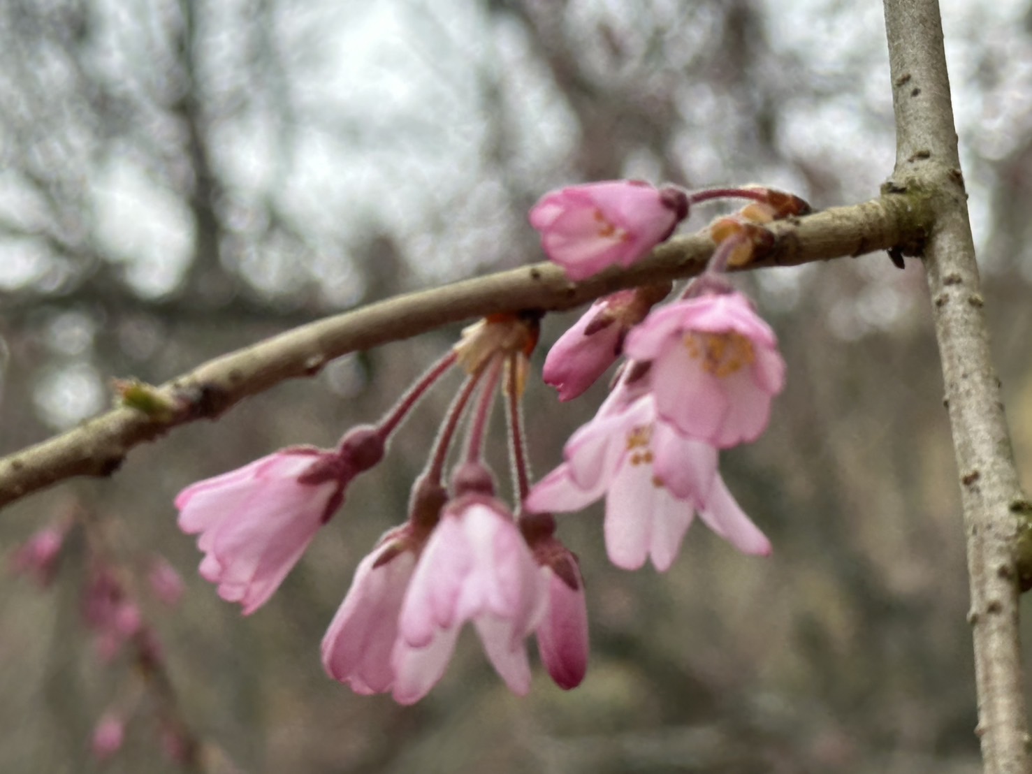世羅甲山ふれあいの里 桜 3〜5分咲き 2026年4月2日撮影