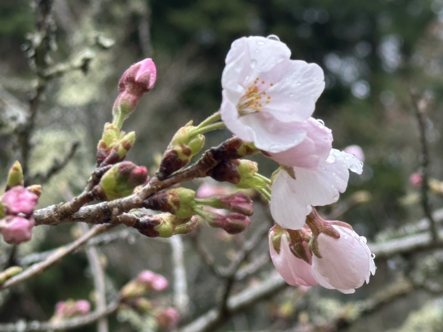 世羅甲山ふれあいの里 桜・椿・木蓮・ソメイヨシノ 2026年4月1日撮影