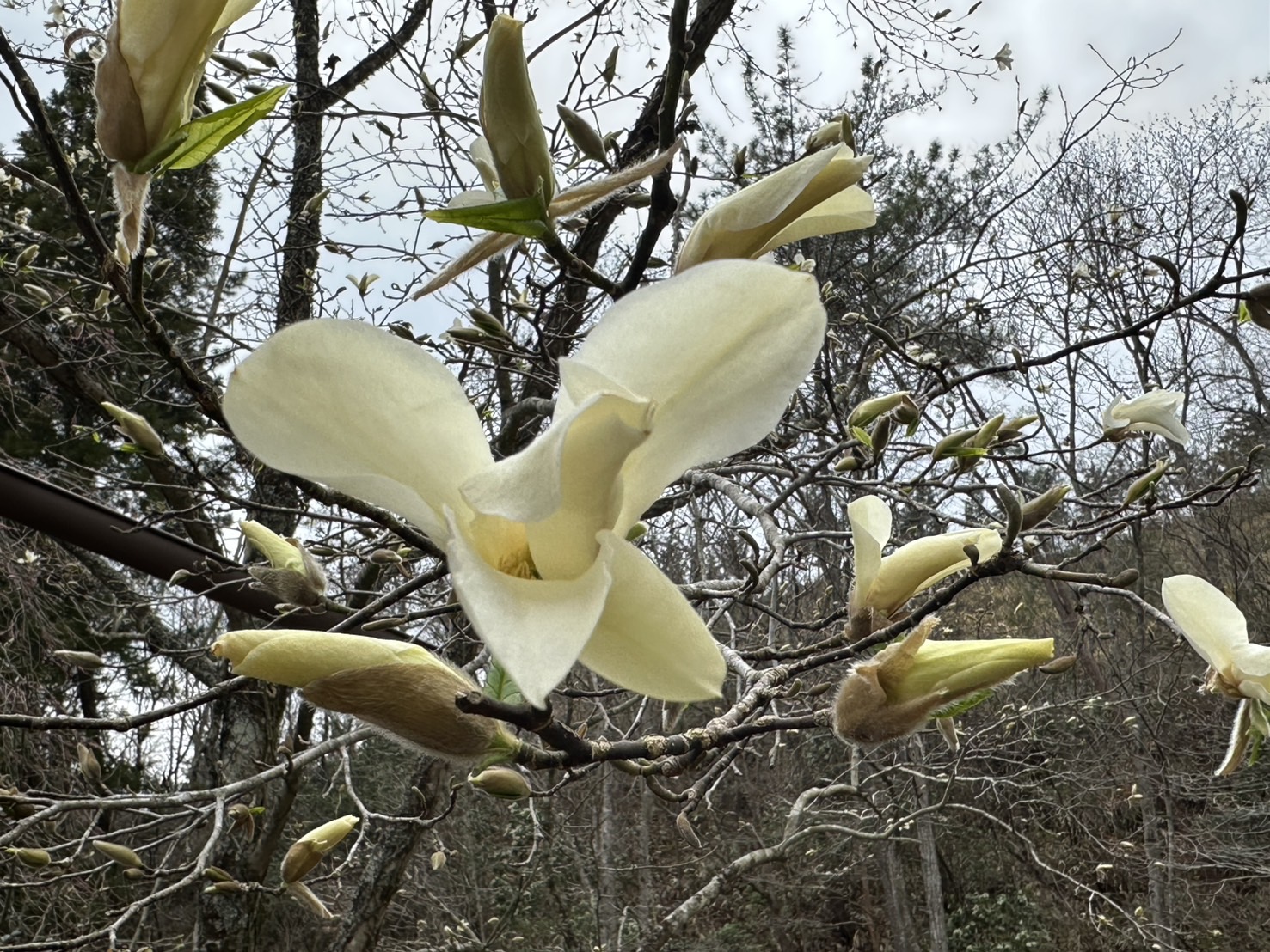 世羅甲山ふれあいの里 桜 3〜5分咲き 2026年4月2日撮影