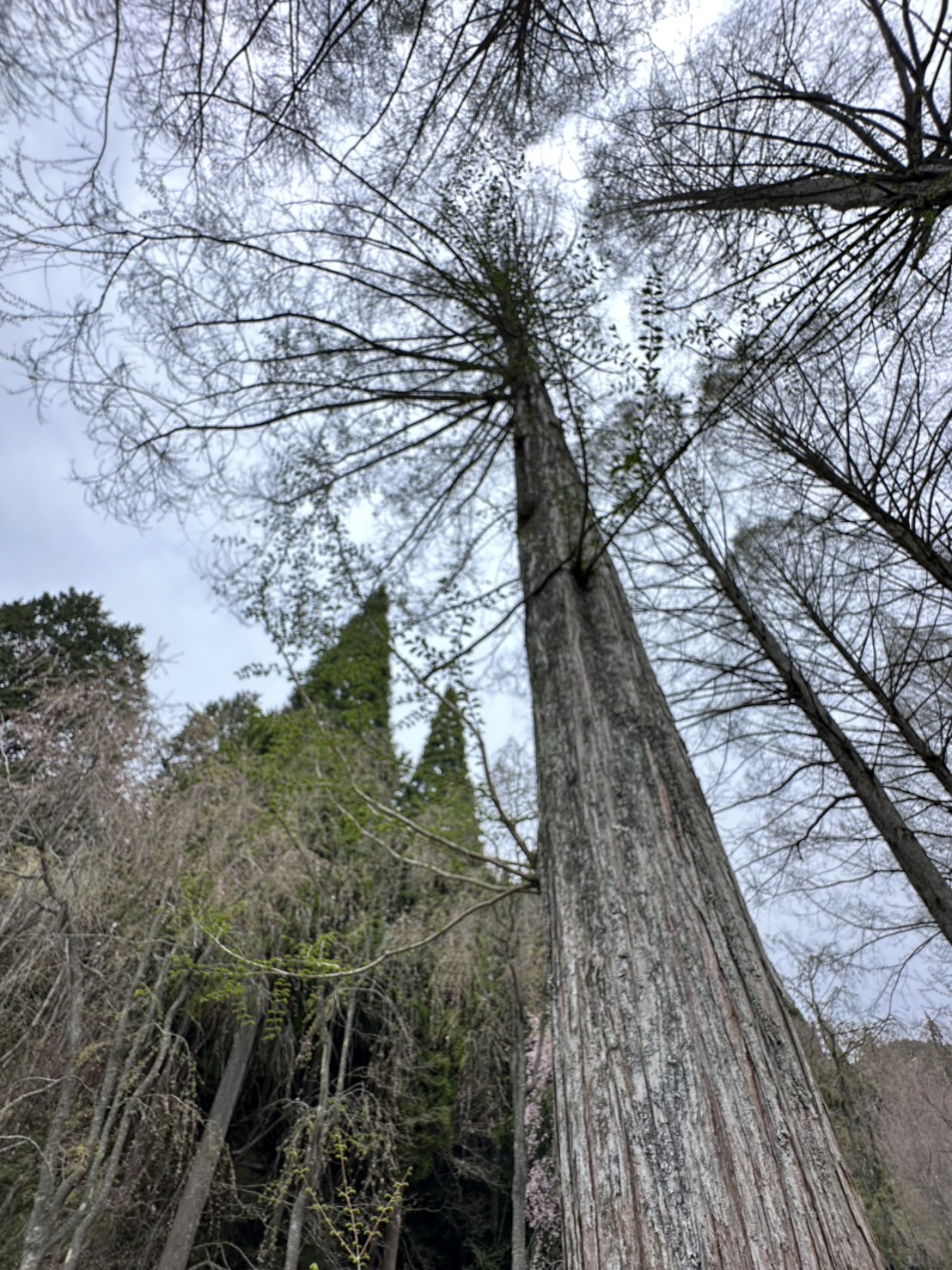 世羅甲山ふれあいの里 葉桜・園内風景 2026年4月17日撮影