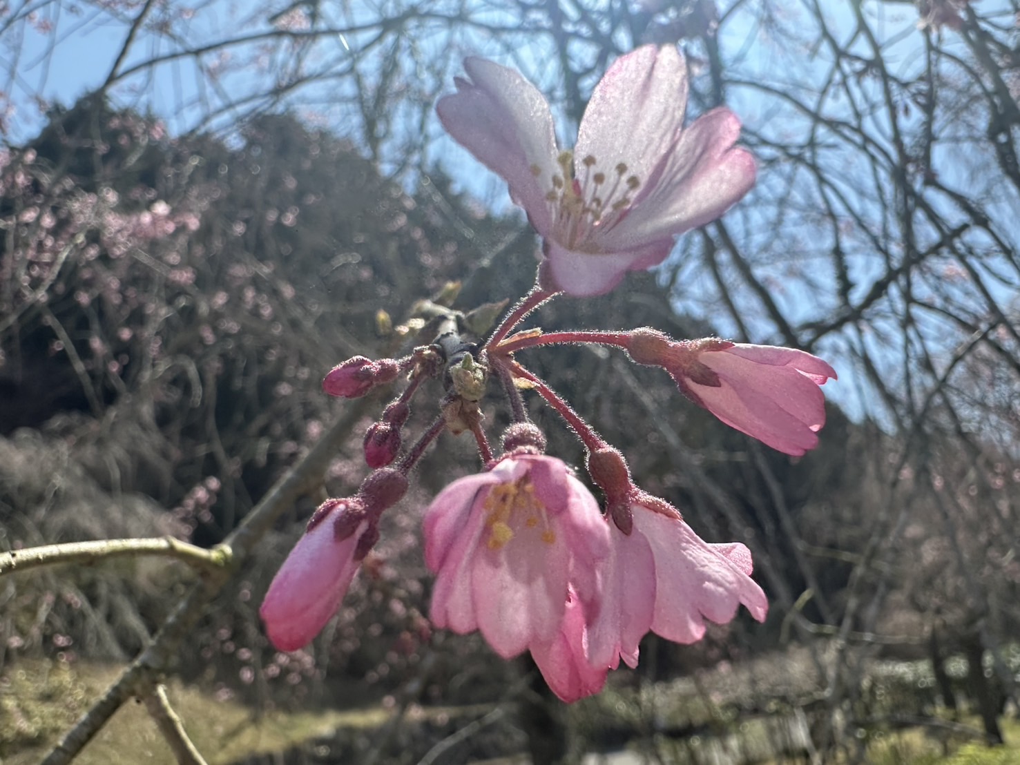 桜リレーで長く楽しめる