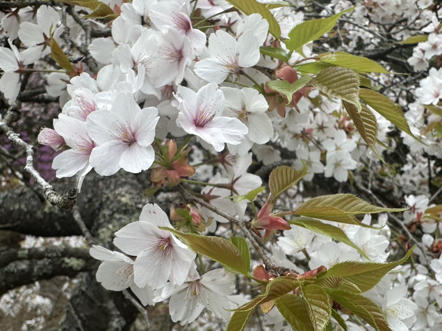 世羅甲山ふれあいの里 桜 見頃・満開 2026年4月14日撮影