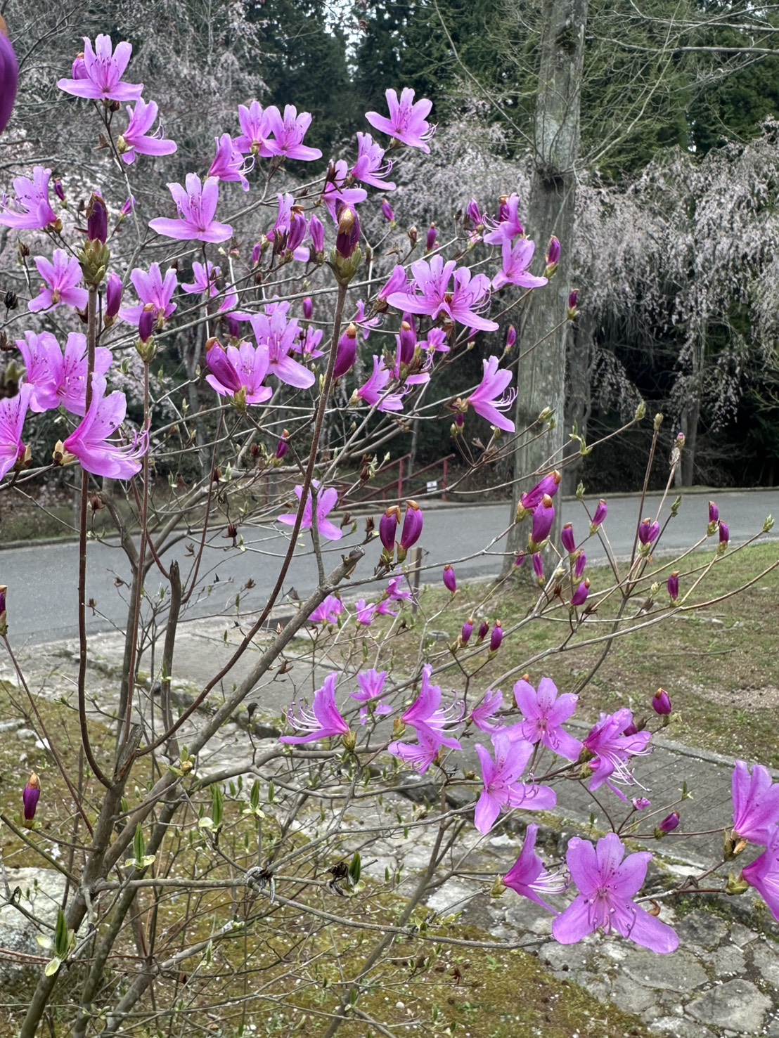 世羅甲山ふれあいの里 桜 見頃・満開 2026年4月14日撮影