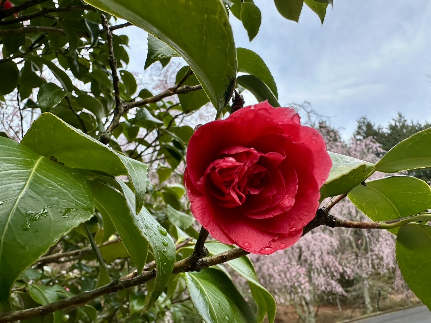 世羅甲山ふれあいの里 桜 見頃・満開 2026年4月15日撮影