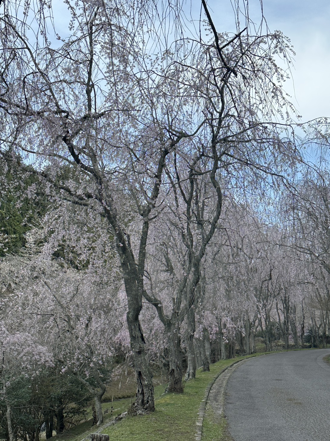 世羅甲山ふれあいの里 桜 見頃・満開 2026年4月12日撮影