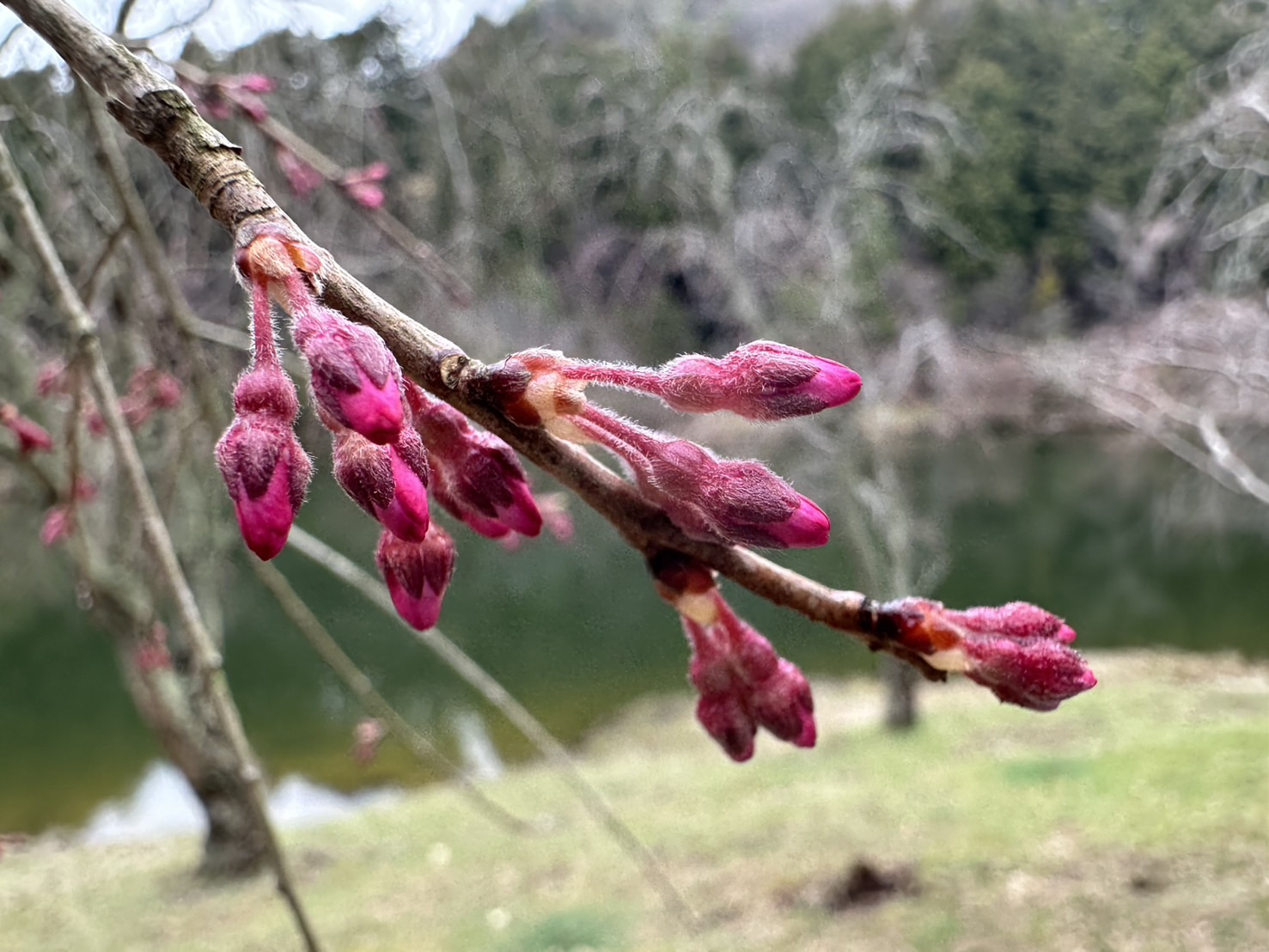 世羅甲山ふれあいの里・八田原ダム周辺 桜 2026年3月31日撮影