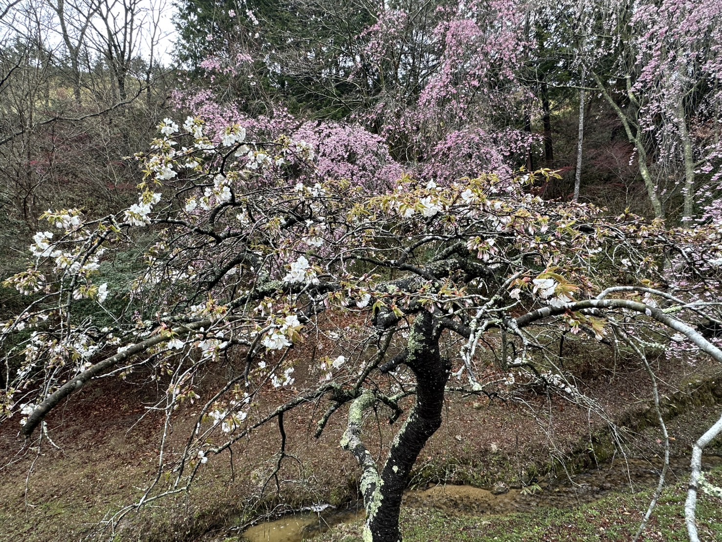 世羅甲山ふれあいの里 しだれ桜 見頃・満開 2026年4月10日撮影