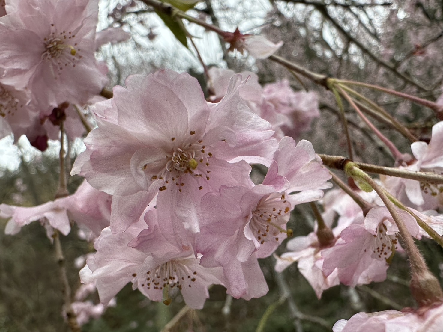 世羅甲山ふれあいの里 しだれ桜 見頃・満開 2026年4月10日撮影