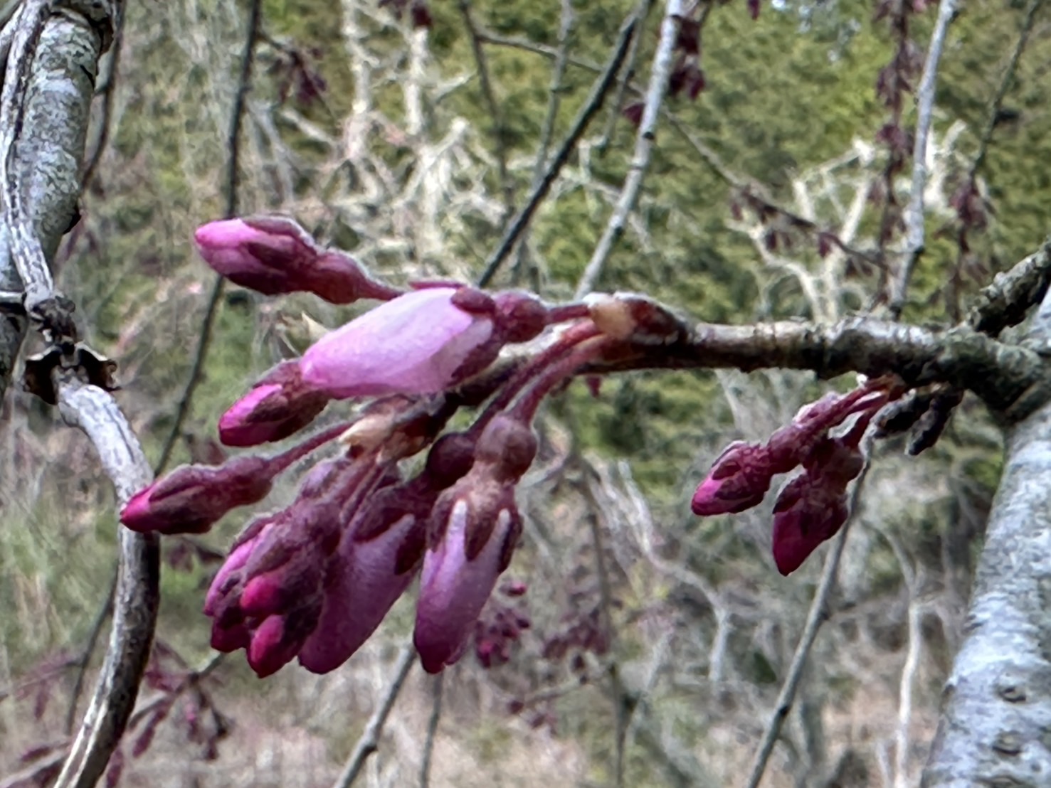 世羅甲山ふれあいの里 桜 5〜7分咲き 2026年4月7日撮影