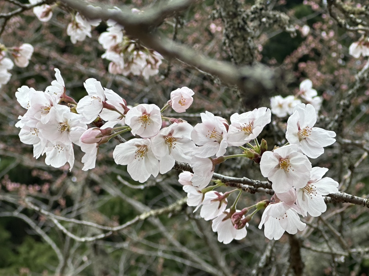 世羅甲山ふれあいの里 桜 3〜5分咲き 2026年4月2日撮影