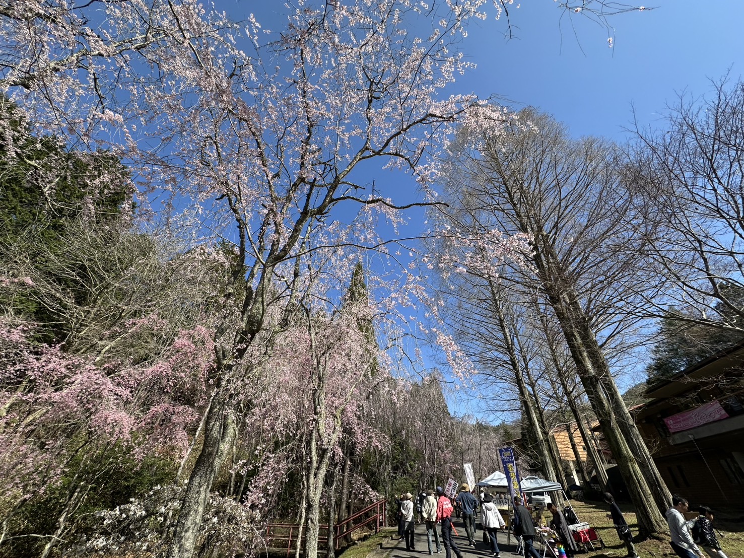 世羅甲山ふれあいの里 桜並木と来場者 見頃・満開 2026年4月11日撮影