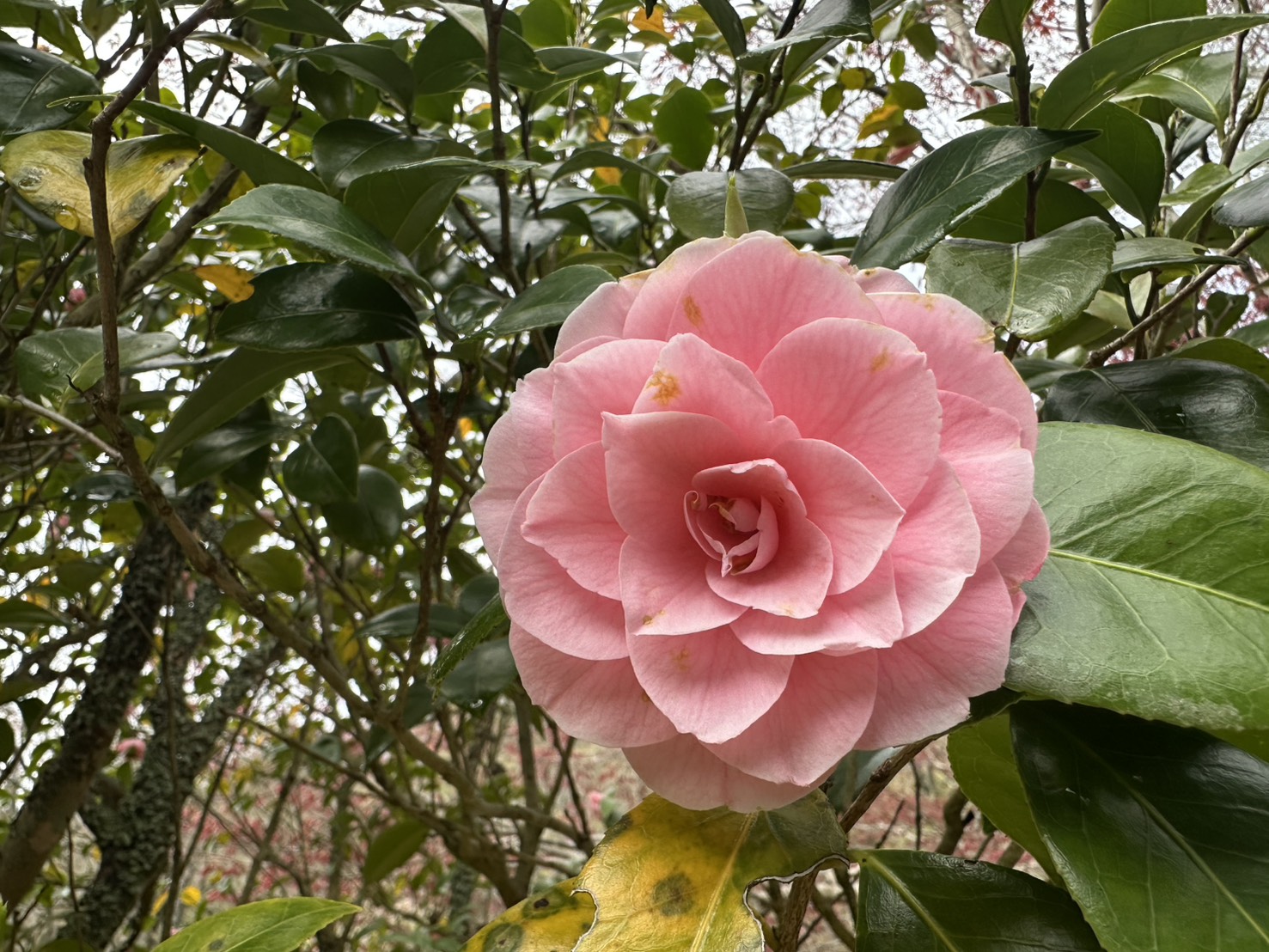 世羅甲山ふれあいの里 葉桜・春の景色 2026年4月18日撮影