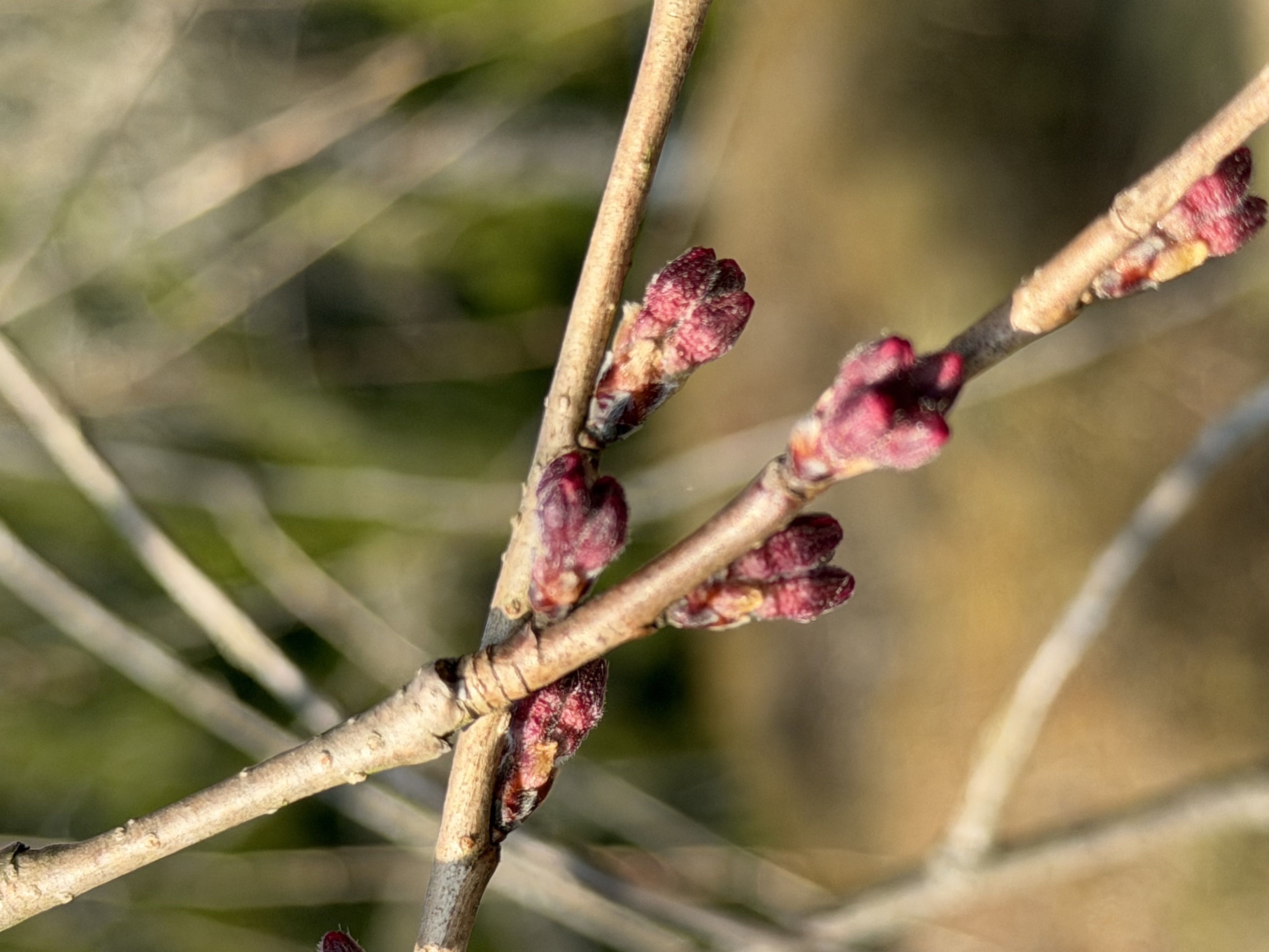 世羅甲山ふれあいの里 桜 2026年3月27日撮影
