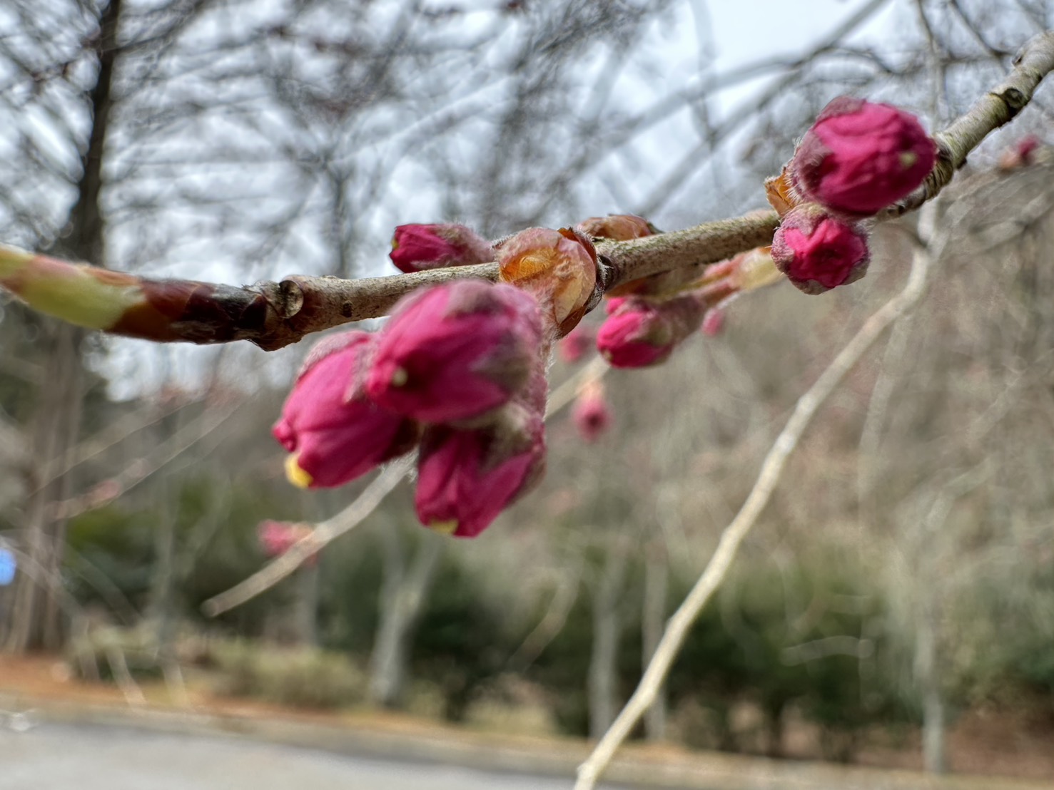 世羅甲山ふれあいの里 桜 2026年3月29日撮影