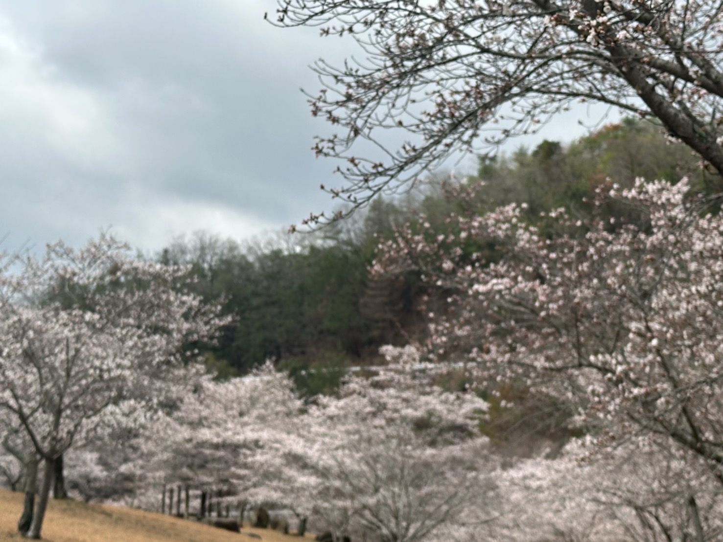 世羅甲山ふれあいの里・八田原ダム周辺 桜 2026年3月31日撮影