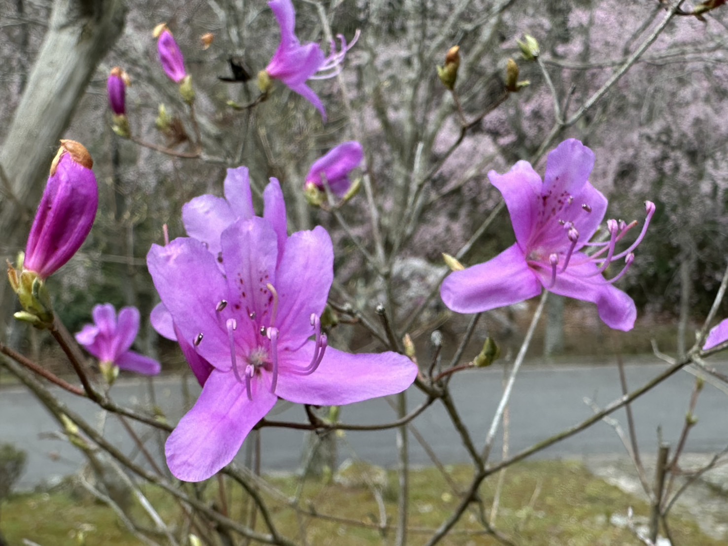世羅甲山ふれあいの里 桜 見頃・満開 2026年4月13日撮影