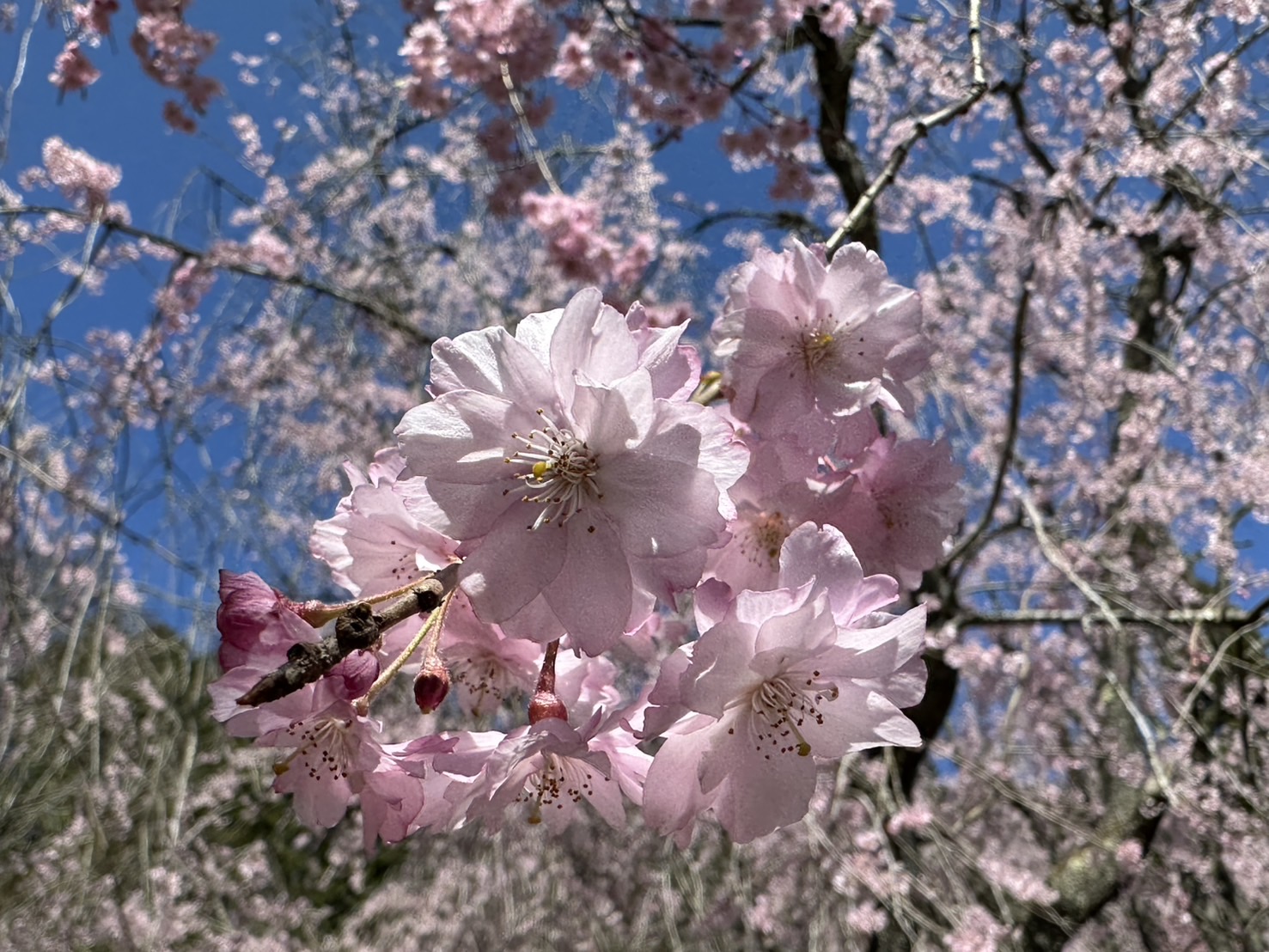 世羅甲山ふれあいの里 桜 見頃・満開 2026年4月15日撮影