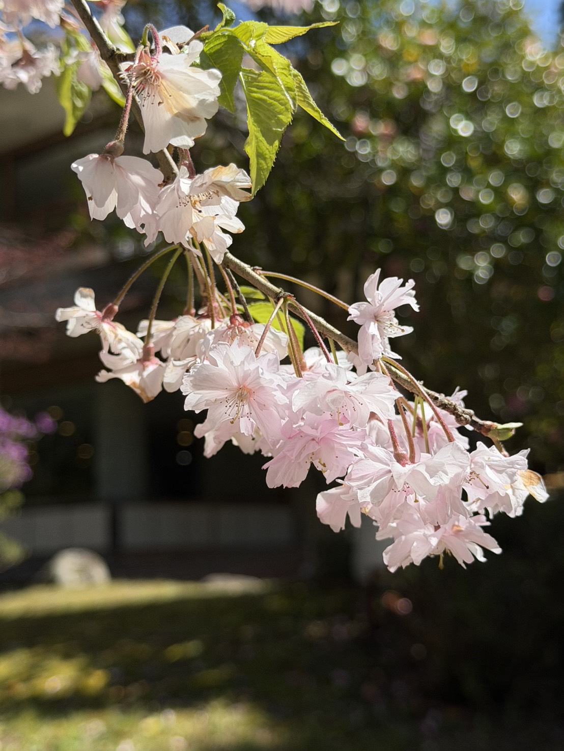 世羅甲山ふれあいの里 桜散り始め・山ツツジ 2026年4月16日撮影