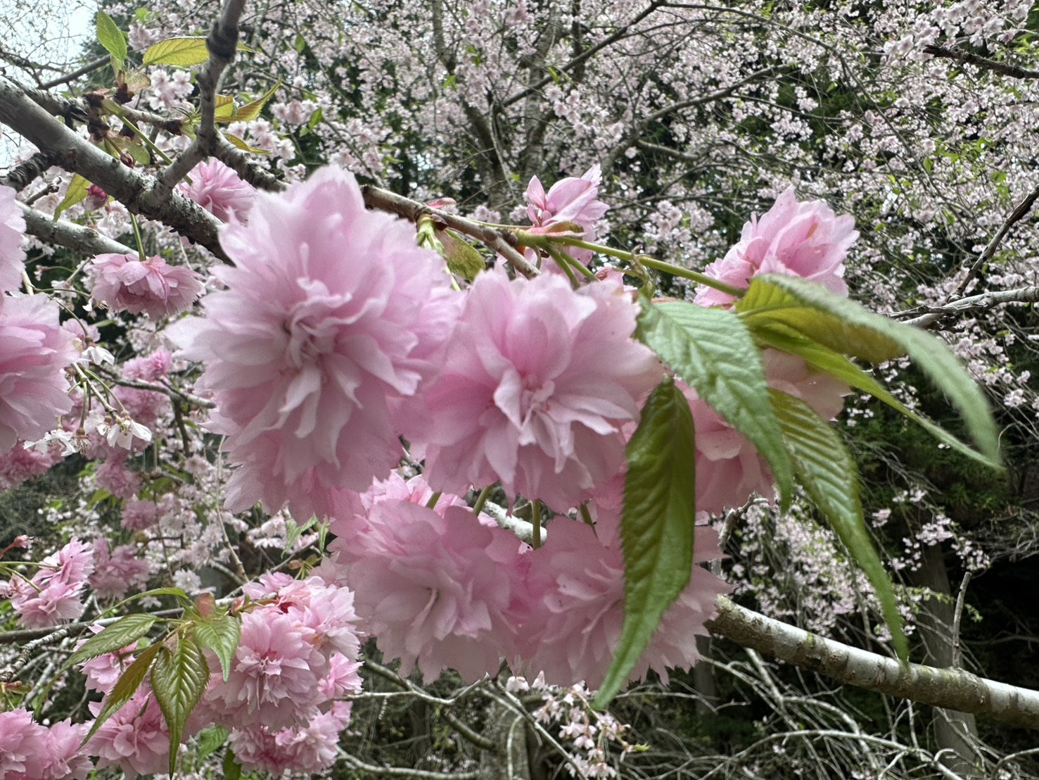 春の花 2026年4月19日