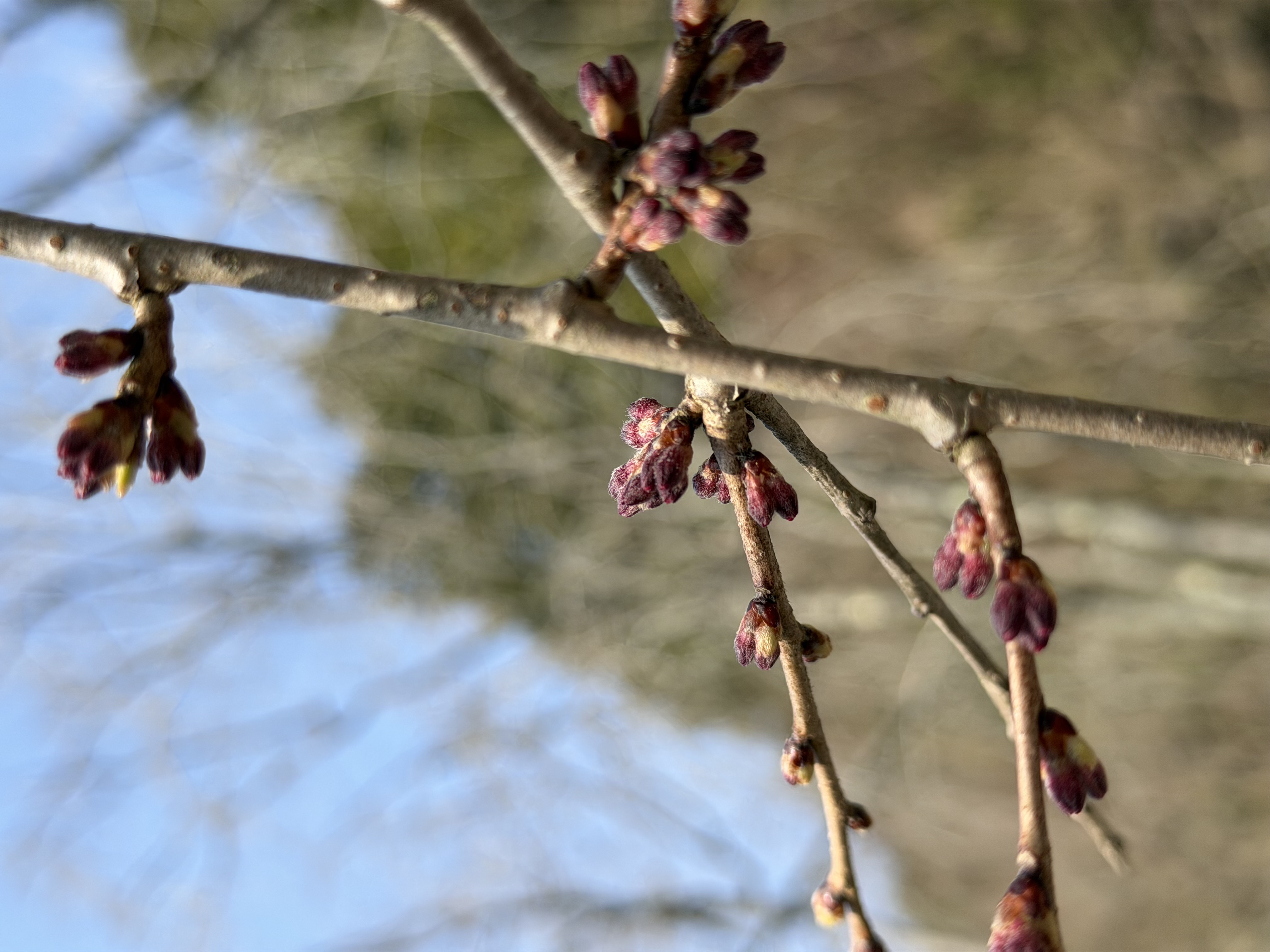 世羅甲山ふれあいの里 桜 2026年3月27日撮影