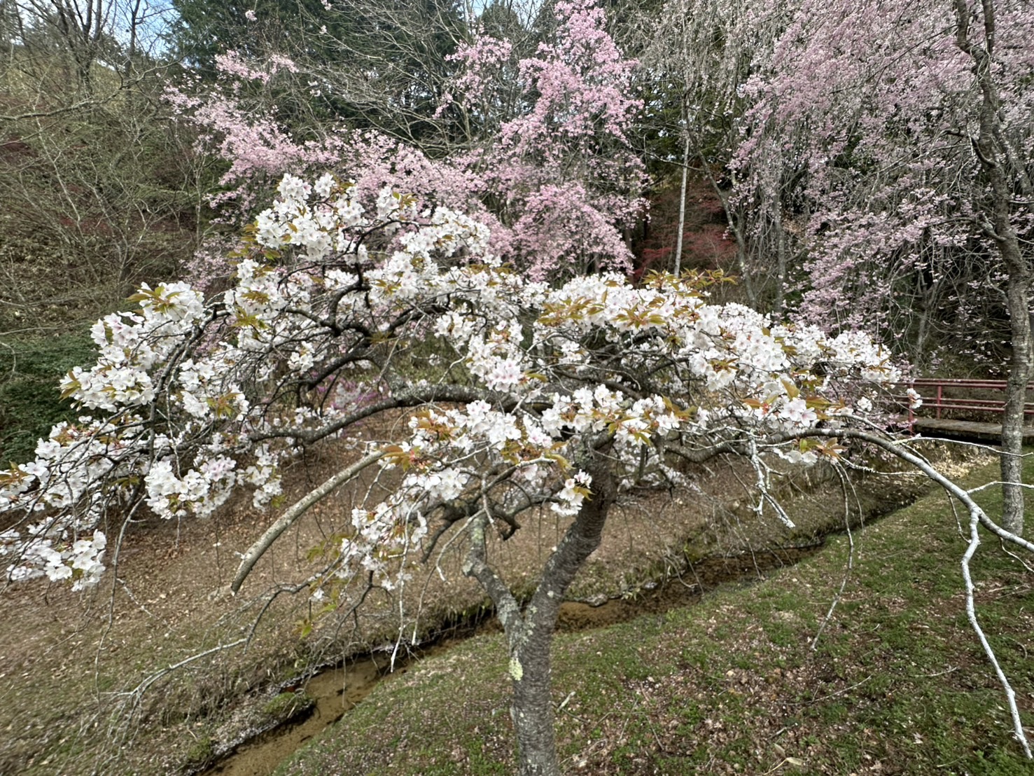 世羅甲山ふれあいの里 桜 見頃・満開 2026年4月13日撮影