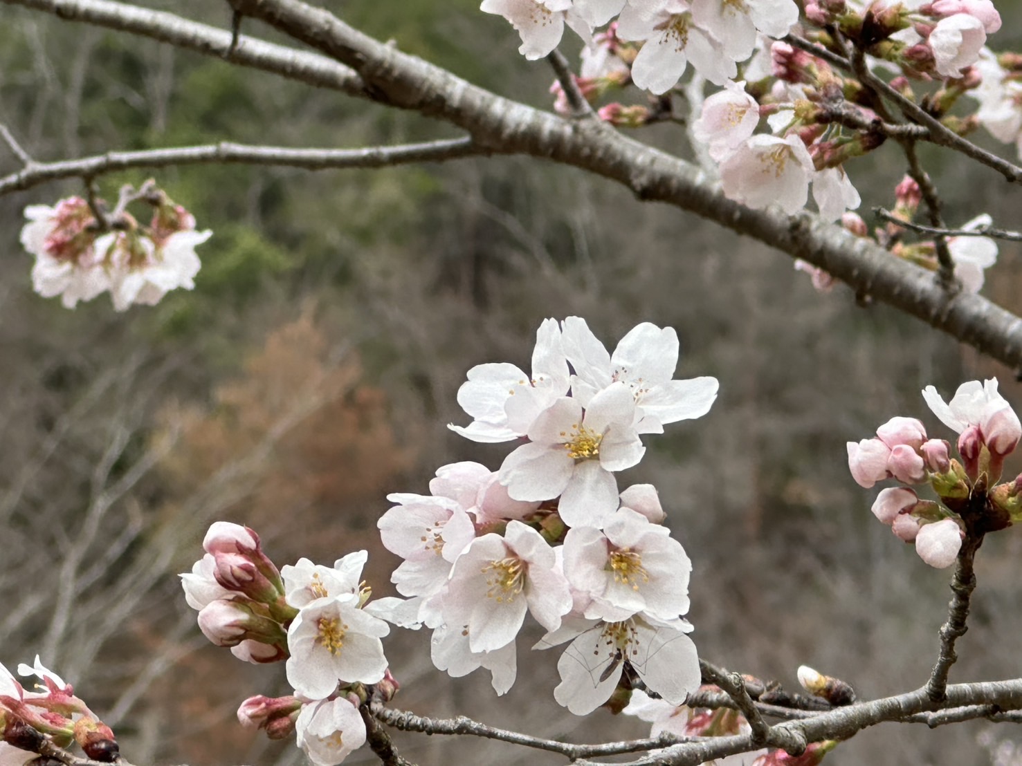 世羅甲山ふれあいの里・八田原ダム周辺 桜 2026年3月31日撮影