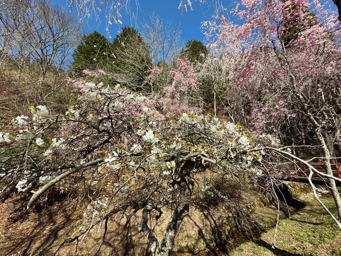 世羅甲山ふれあいの里 T-REXと桜 2026年4月11日撮影