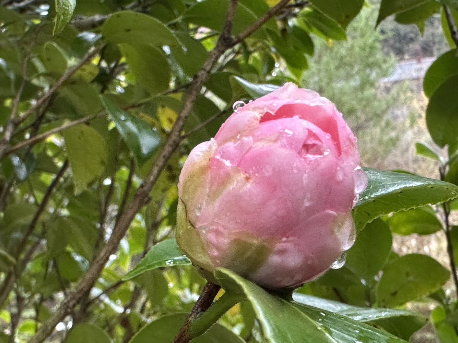 全国屈指のしだれ桜並木