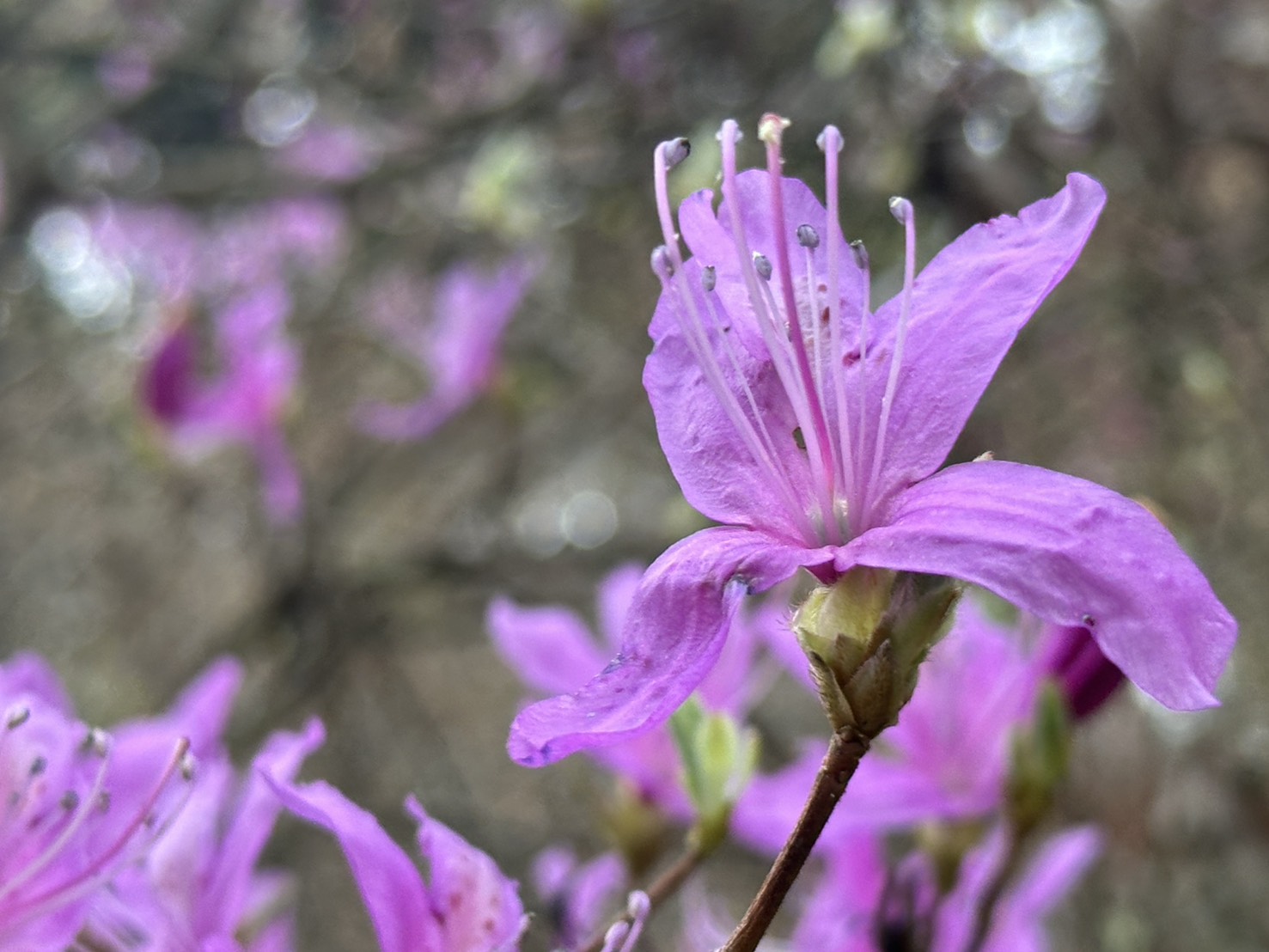 世羅甲山ふれあいの里 桜 見頃・満開 2026年4月12日撮影