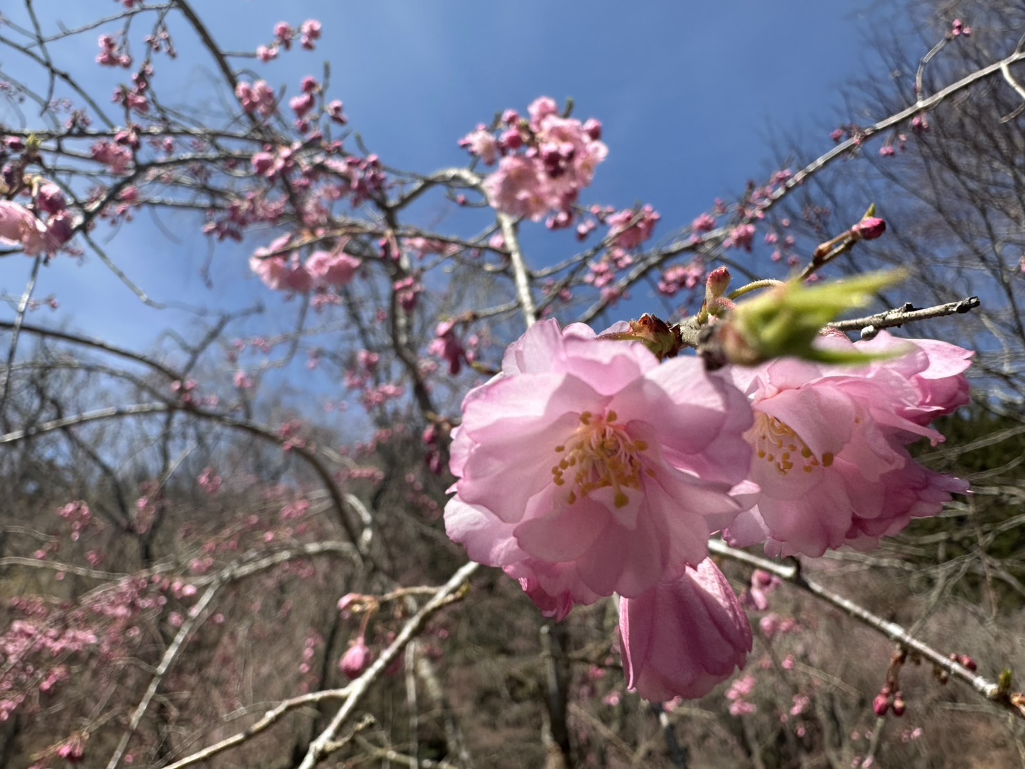 桜リレーで長く楽しめる
