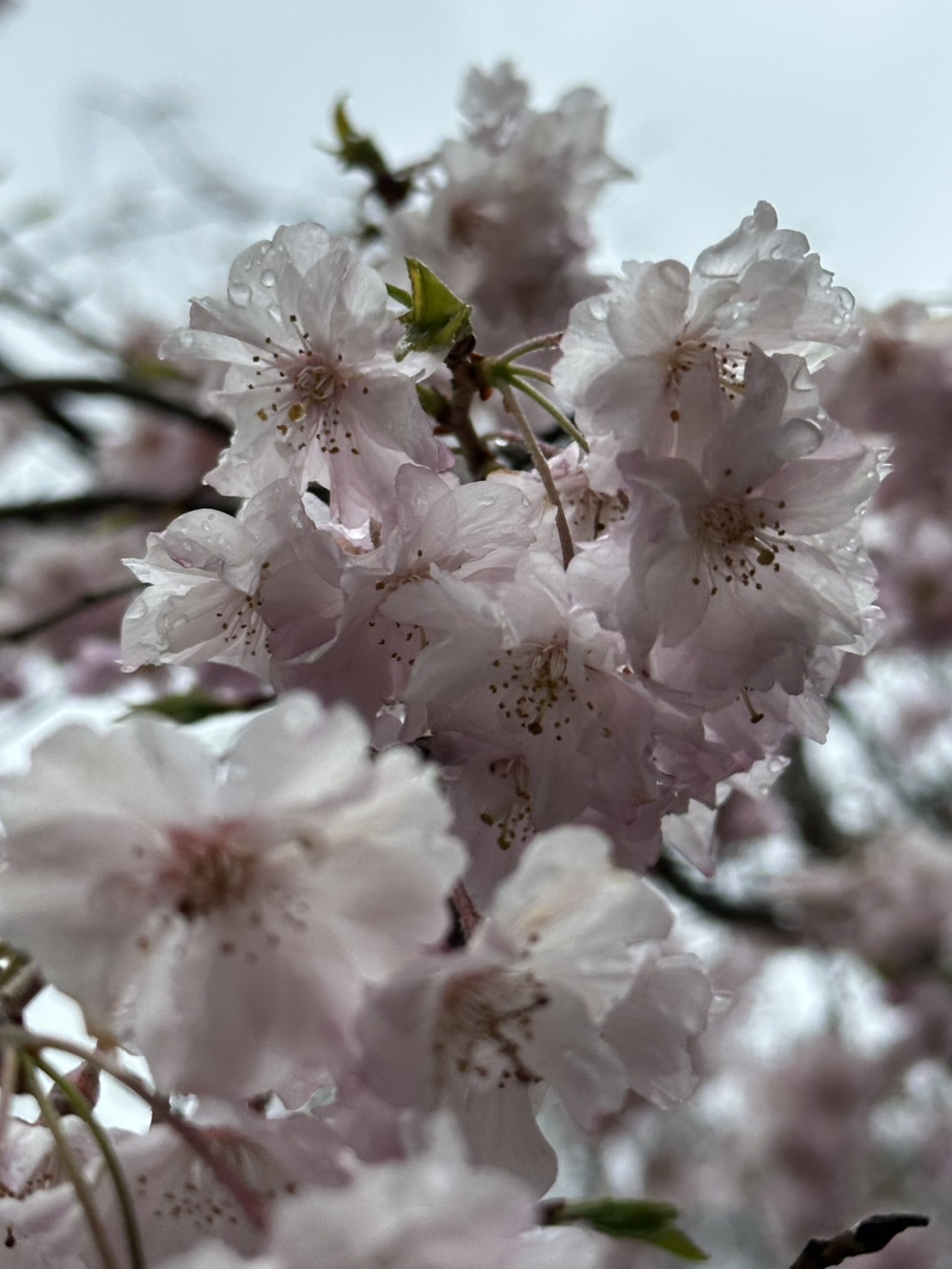 全国屈指のしだれ桜並木