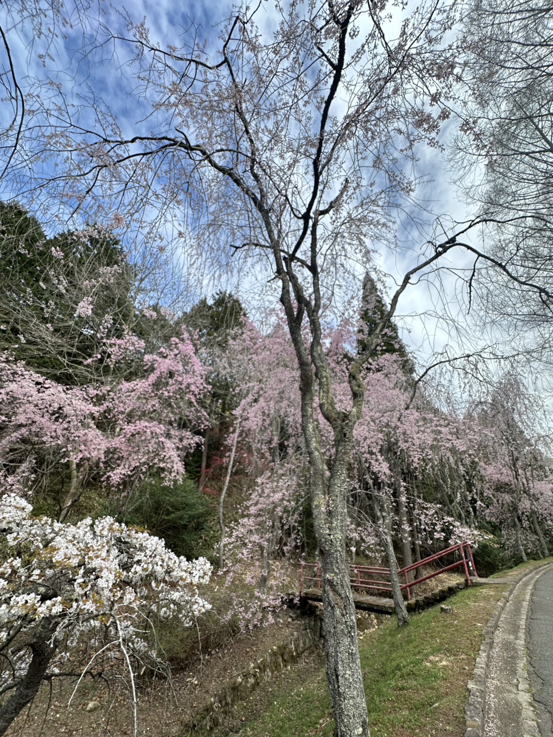 世羅甲山ふれあいの里 桜 見頃・満開 2026年4月13日撮影