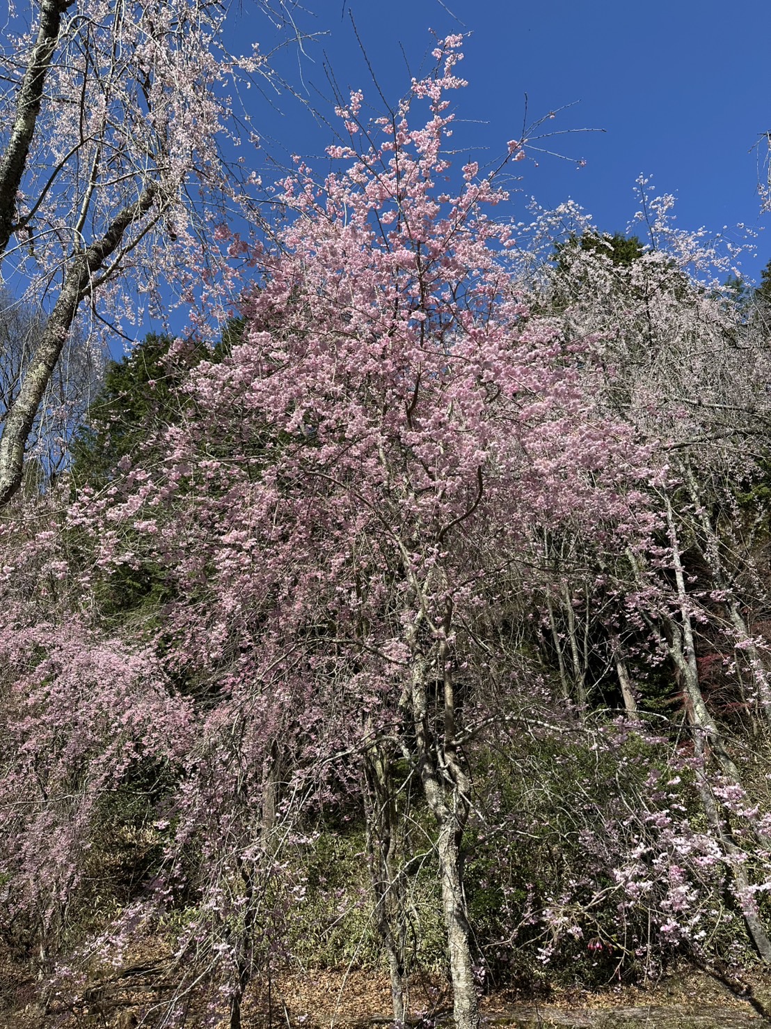 世羅甲山ふれあいの里 しだれ桜 満開 2026年4月11日撮影