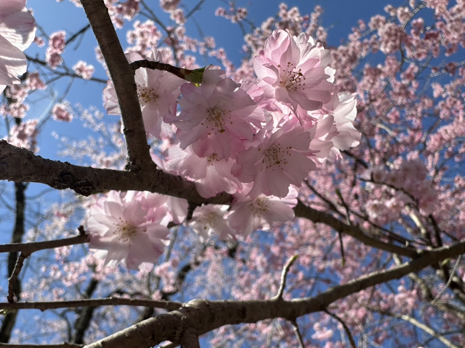 世羅甲山ふれあいの里 しだれ桜 満開 2026年4月11日撮影