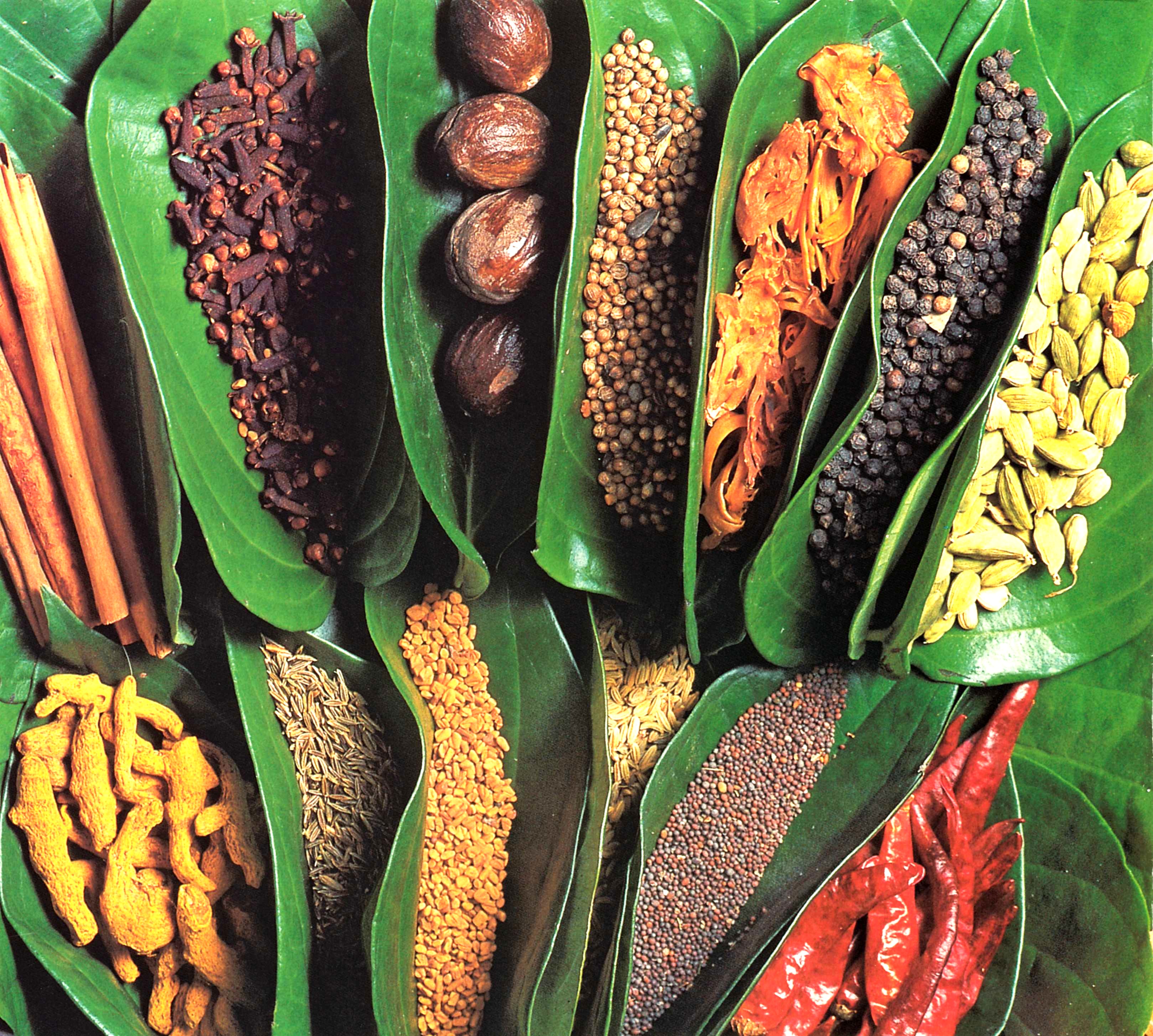 スパイスガーデン