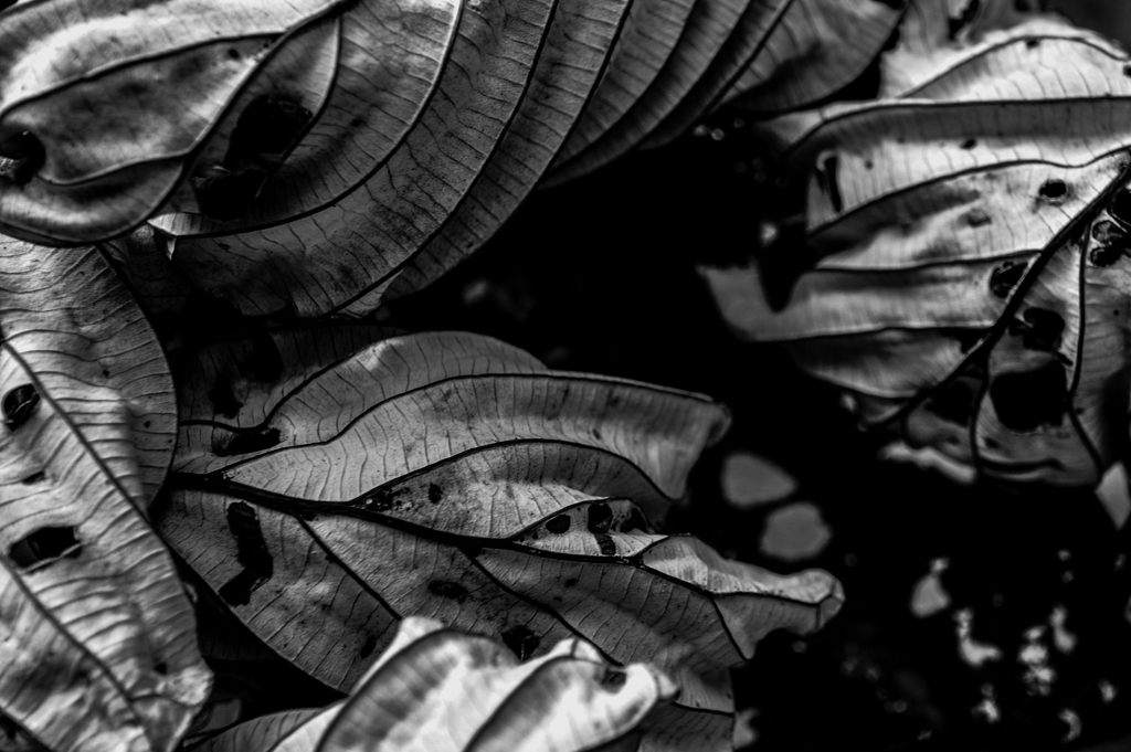 Veiled Light