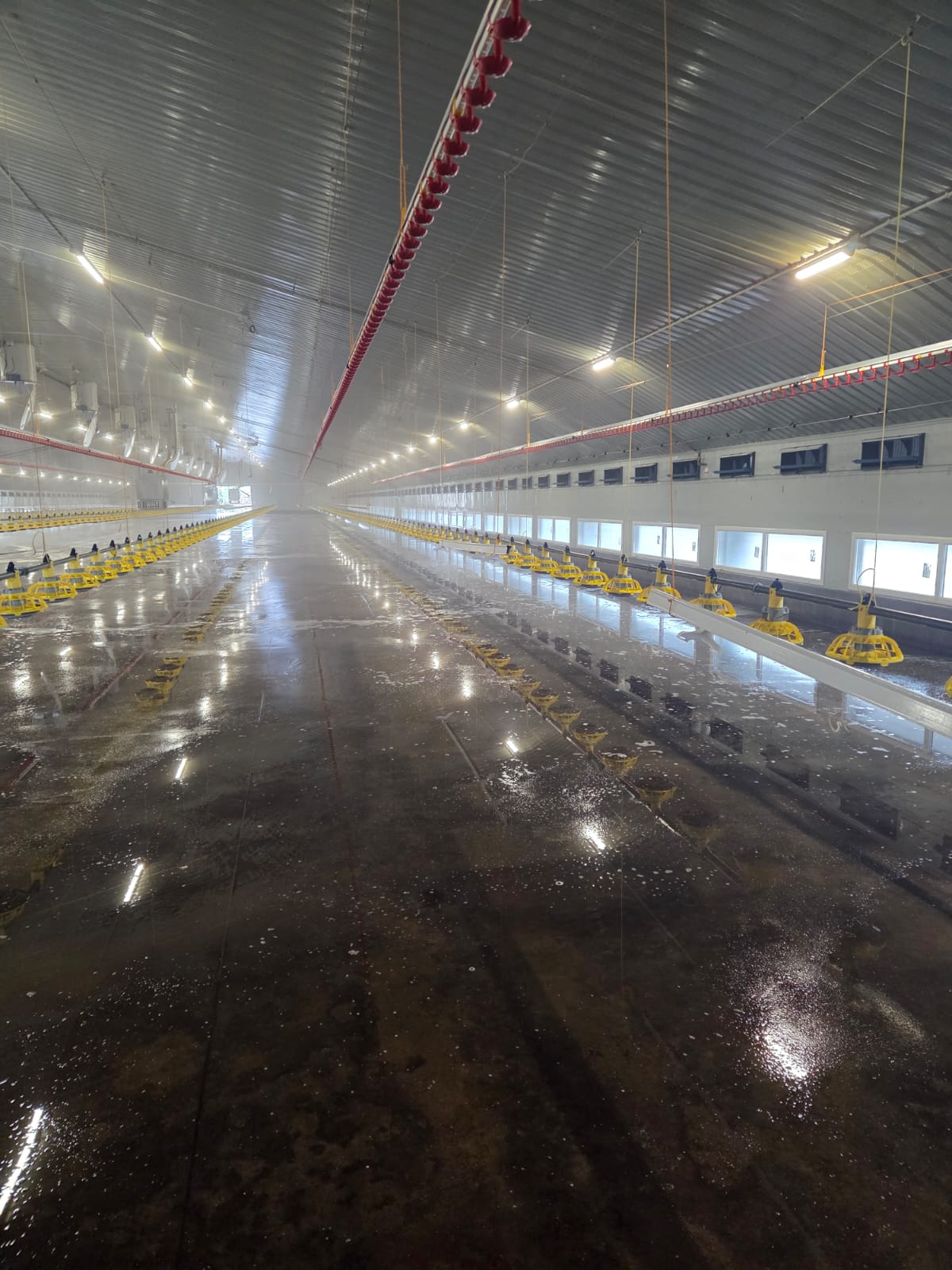ATP reading before cleaning showing 522 RLU contamination level on poultry shed surface