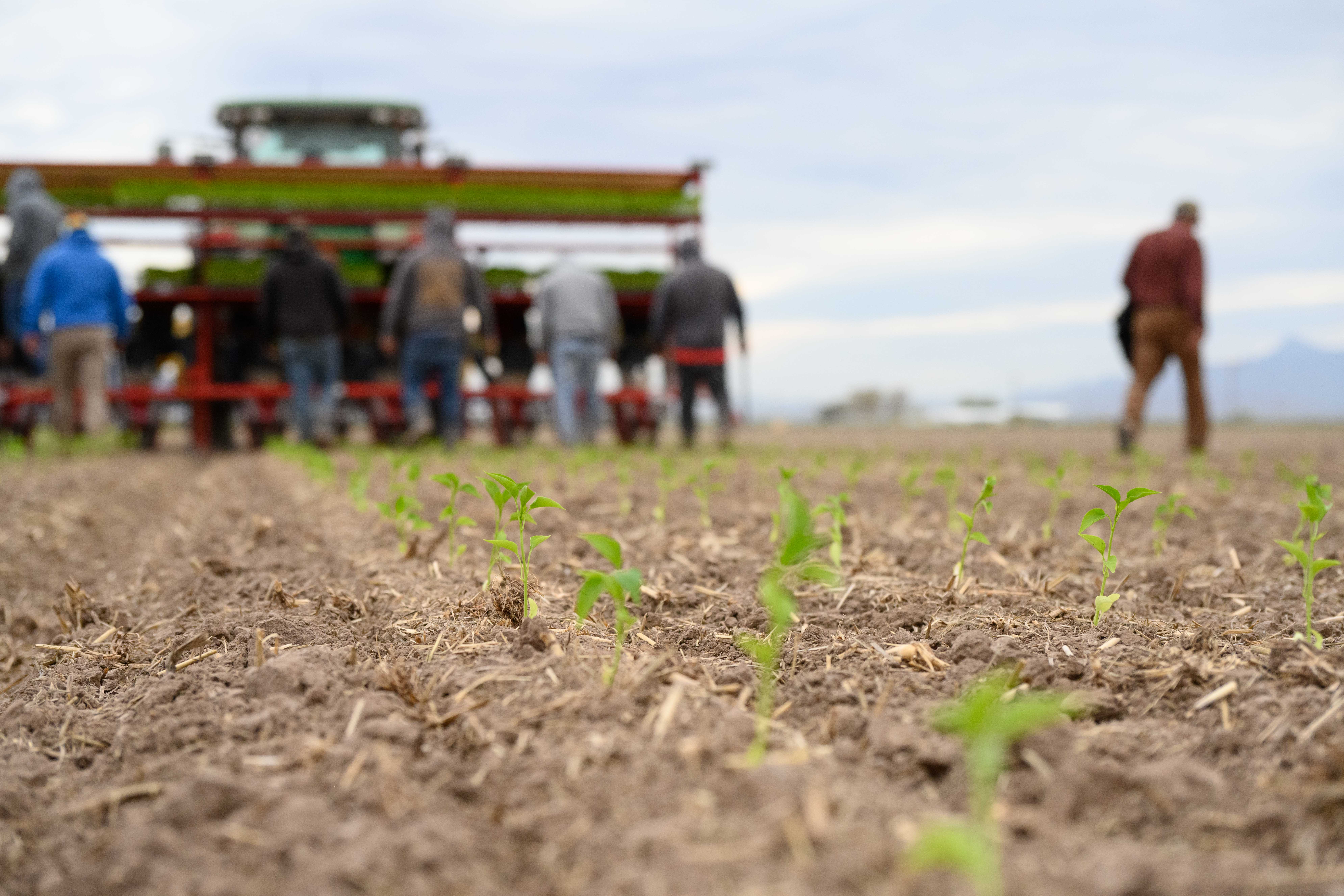 Hatch Valley Green Chile Transplant Fields Day 9 Source for Desert Premium Group Aseptic Chile Processing Deming