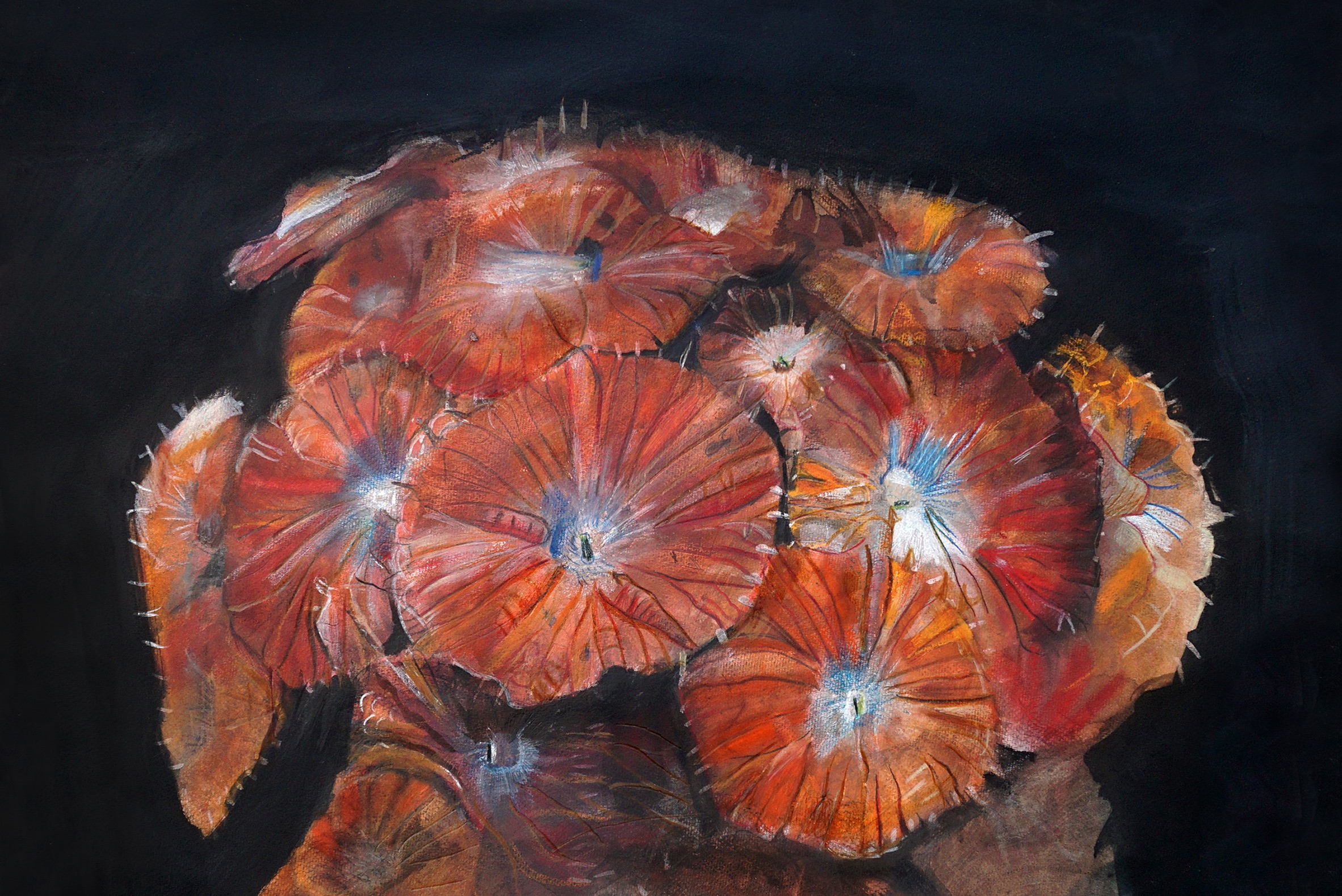 Corals