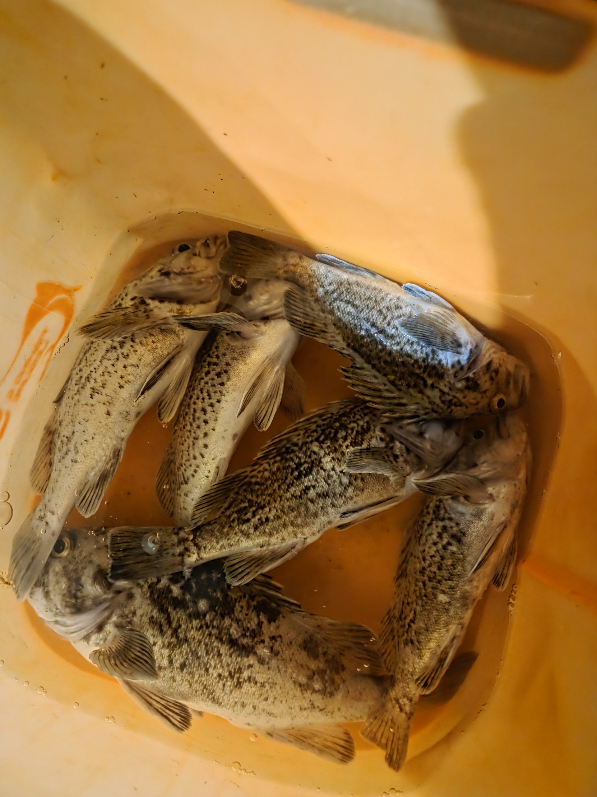 국화도 해산물 요리