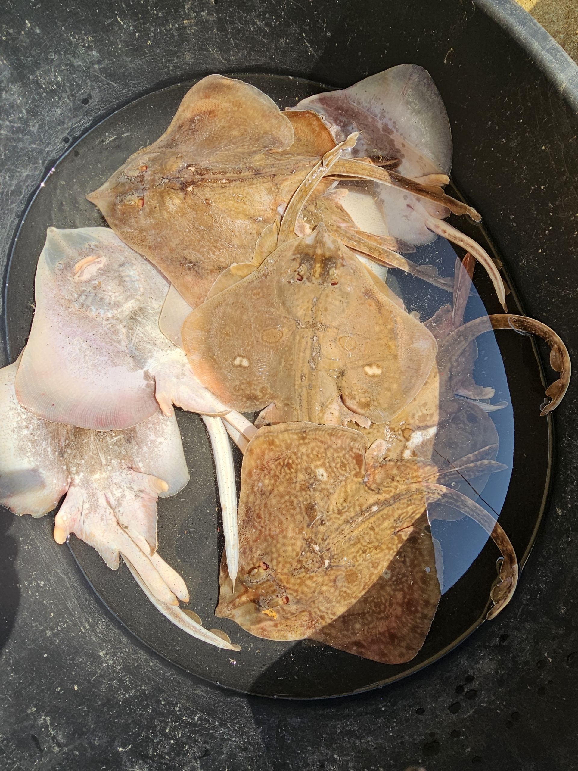 해루질로 잡은 해산물