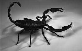 Androctonus turkiyensis (Turkish Black Scorpion)
