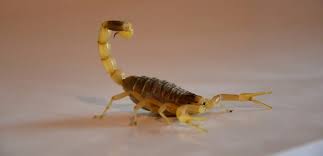 Aegaeobuthus gibbosus (Anatolian Yellow Scorpion)