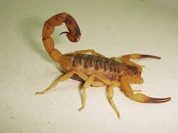Mesobuthus turcicus (Yellow Scorpion)