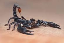 Androctonus crassicauda (Middle East Black Scorpion)