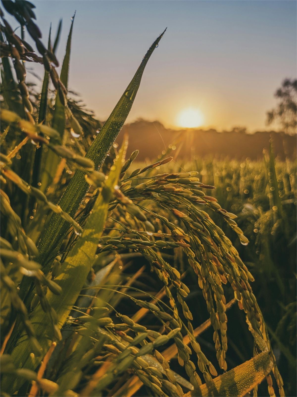 BTS Agro Foods - Rice Mill