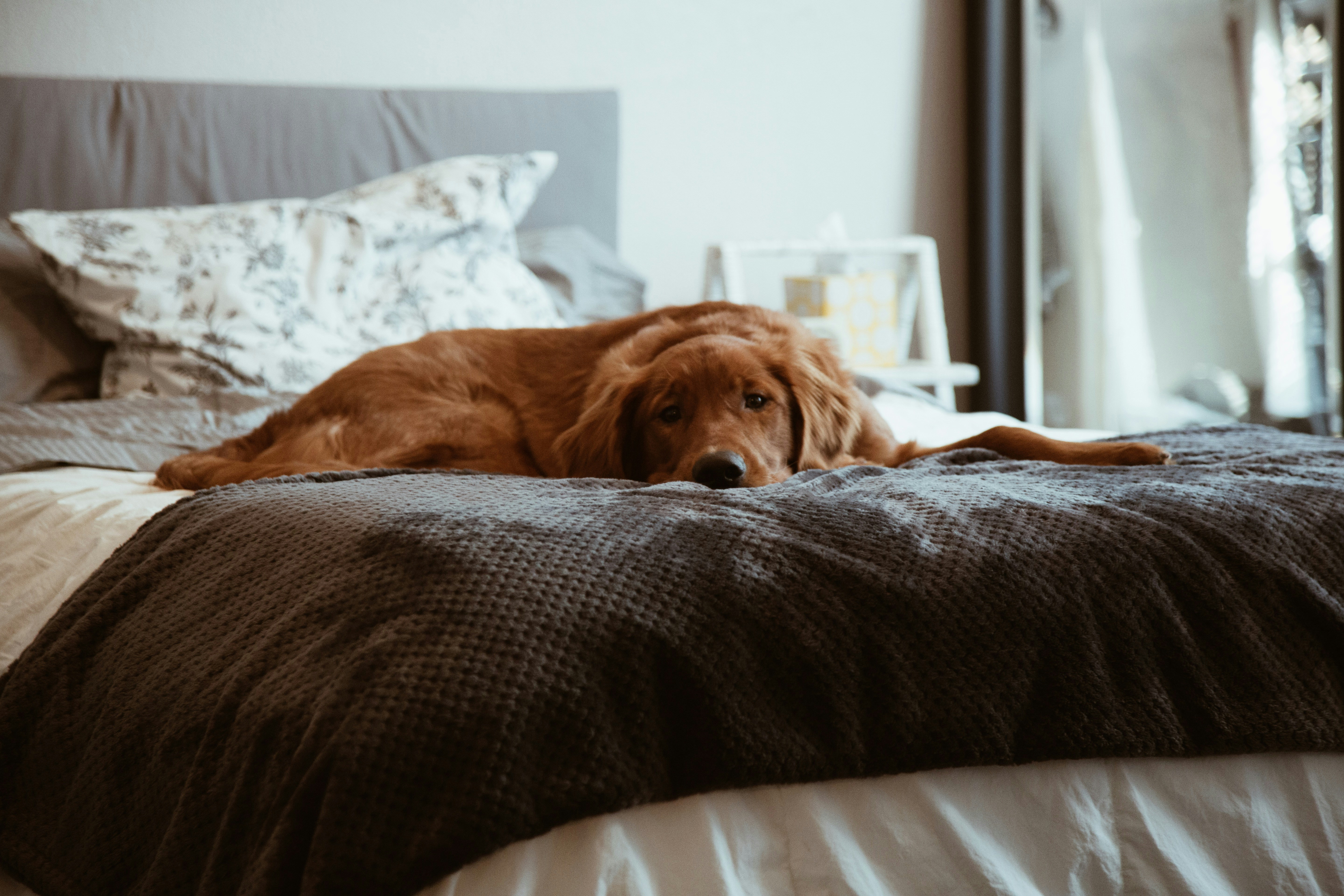Warm home environment for dog sitting