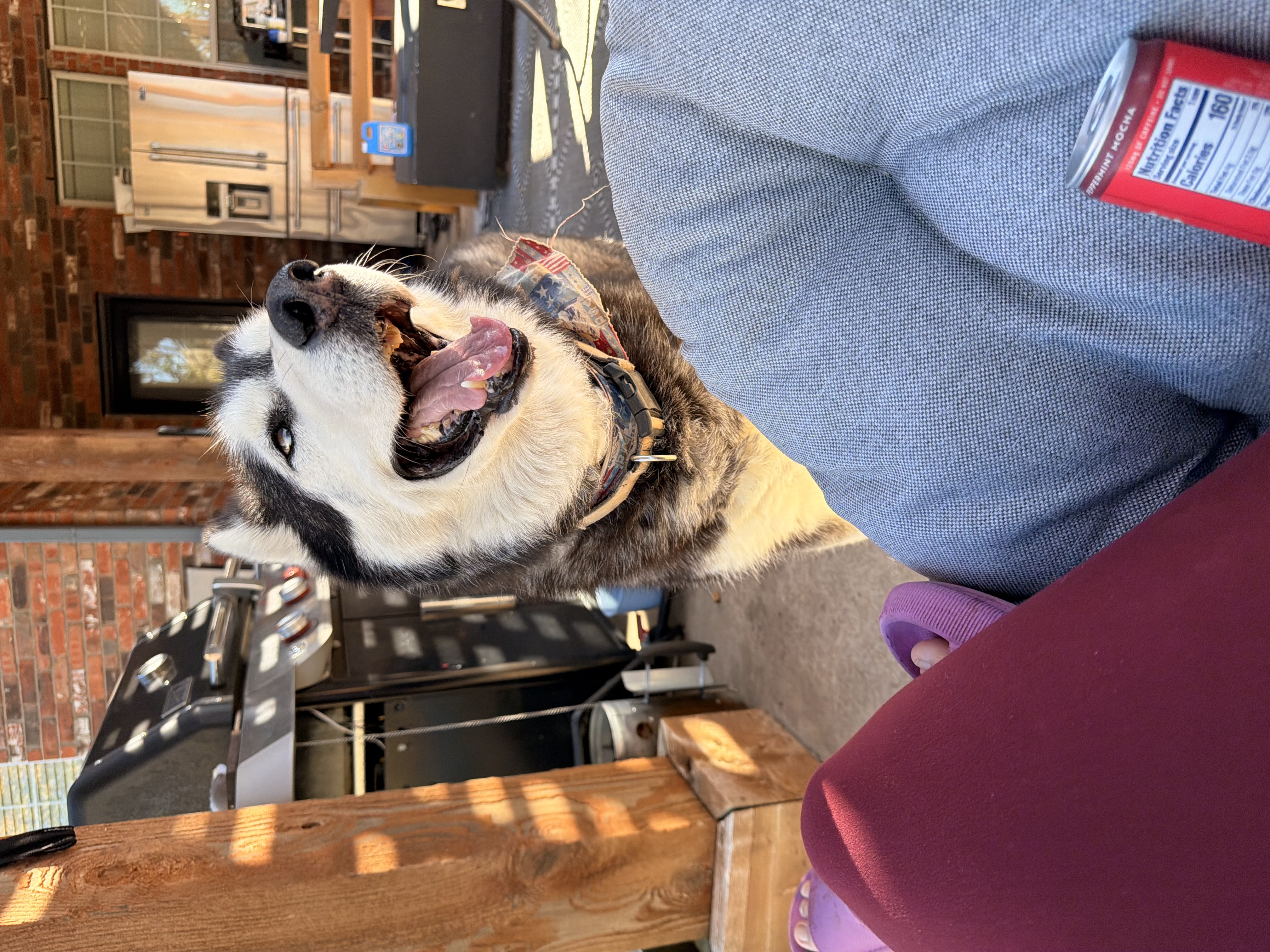 Julius the husky dog, Tread & Wag mascot, ready for a treadmill session